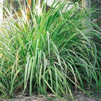 Lemongrass 4 Live Plants Each 8-12" Tall fully rooted