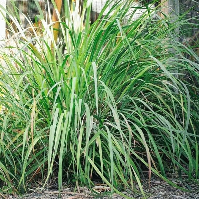 Lemongrass 4 Live Plants Each 8-12" Tall fully rooted