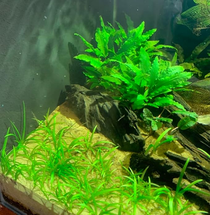 Marcus Fish Tanks - 3X Cryptocoryne Wendtii Green Pots Crypt Wendtii Easy Live Aquarium Plants for Aquatic Freshwater Fish Tank