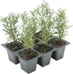 6 Tuscan Blue Rosemary, Live Plants – Rosmarinus Officinalis – Hardy & Fragrant Herb in 2.5” Nursery Pots – Grows Up to 5 Ft, Easy to Maintain, Great for Cooking, Landscaping & Aromatherapy