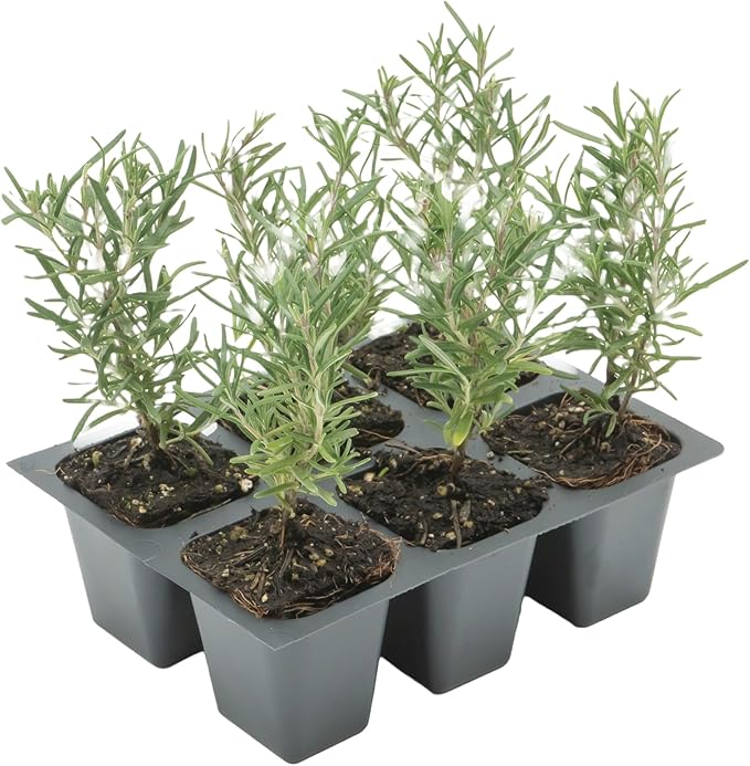 6 Tuscan Blue Rosemary, Live Plants – Rosmarinus Officinalis – Hardy & Fragrant Herb in 2.5” Nursery Pots – Grows Up to 5 Ft, Easy to Maintain, Great for Cooking, Landscaping & Aromatherapy