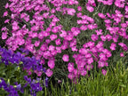 Greenwood Nursery: Live Perennial Plants - Firewitch + Dianthus Gratianopolitanus - [Qty: 1x 3.5 Pot] - (Click for Other Available Plants/Quantities)