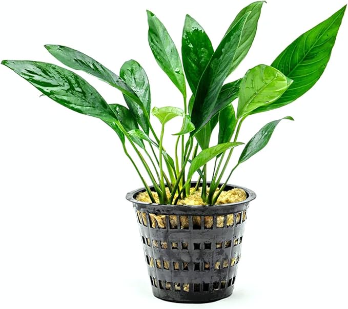 SubstrateSource Anubias Live Aquarium Plants - Potted Freshwater Plant for Fish Tanks, Terrariums - Beginner Friendly Low Light (Congensis, Mother Plant)