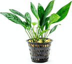 SubstrateSource Anubias Live Aquarium Plants - Potted Freshwater Plant for Fish Tanks, Terrariums - Beginner Friendly Low Light (Congensis, Mother Plant)
