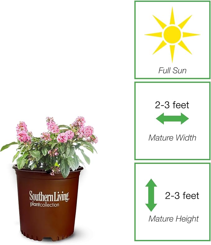 Perfect Plants Butterfly Candy Li'l Taffy Butterfly Bush in 1 Gallon Grower's Pot | Live, Pink Flowering Shrub for Outdoor Gardens | Compact Bush | Pollinator Garden Planting | Thrives in Zones 5-10
