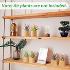 Bigmeta 6 Pcs Wood Air Plant Holder - 1.2" Rustic Style Airplant Display Stands for Women Gifts