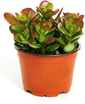 Shop Succulents | Crassula Ovata 'Jade Plant' Live House Plant, Hand Selected for Health, Size & Readiness in 4" Grower Pot