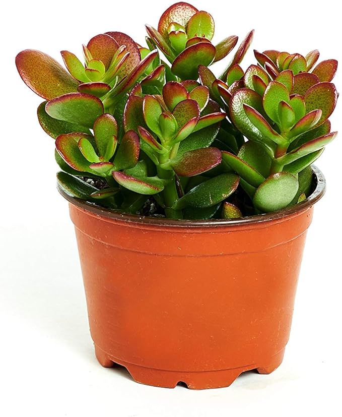 Shop Succulents | Crassula Ovata 'Jade Plant' Live House Plant, Hand Selected for Health, Size & Readiness in 4" Grower Pot