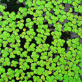 2000 Duckweed Plants Live, Aquarium Plant Live, Duckweed Live Plants Floating Aquarium Plant