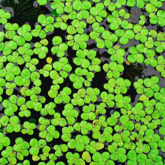 2000 Duckweed Plants Live, Aquarium Plant Live, Duckweed Live Plants Floating Aquarium Plant