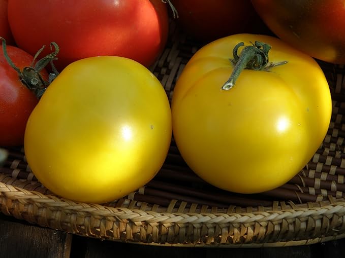 Bonnie Plants Lemon Boy Tomato, Live Plant, 19.3 oz., 4-Pack