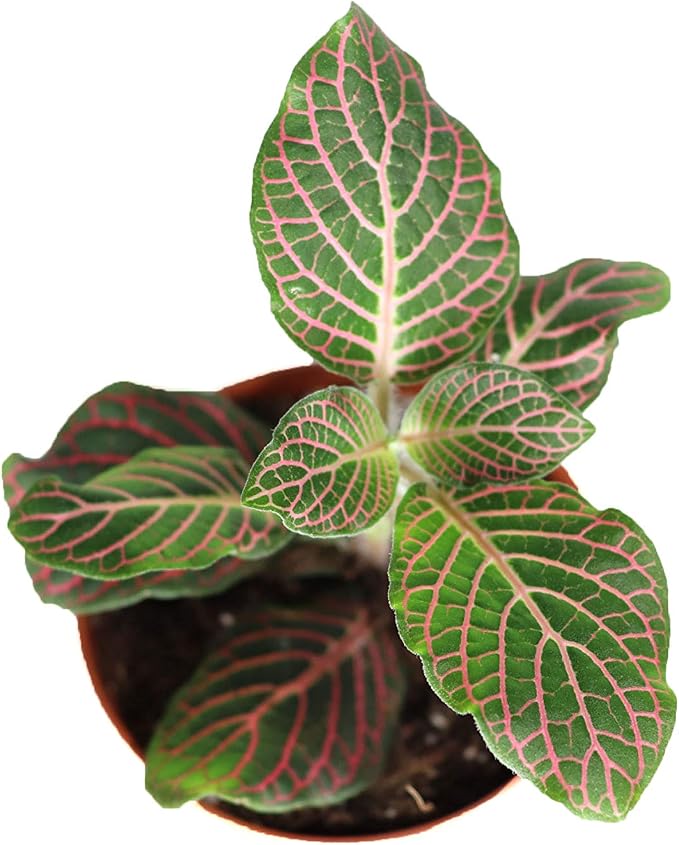 Pink Fittonia - 3" from California Tropicals