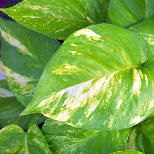 Professional Philodendron Fertilizer Liquid 3-1-2 Concentrate 8 oz, Premium Philodendron Plant Food Indoor Outdoor, Liquid Philodendron Fertilizer for House Plants Made in USA