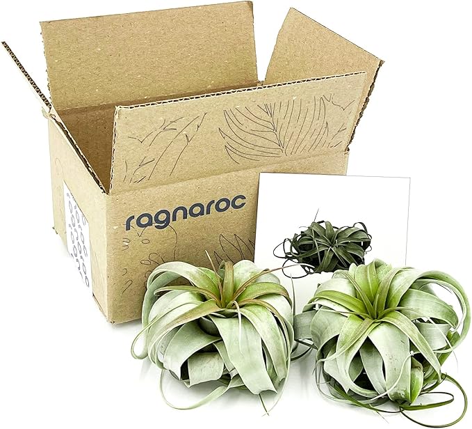 ragnaroc Air Plants - Tillandsia Xerographica, Large 5-7” - 2ct - Live Arrival Gauranteed - House Plants for Home Decor & Gift
