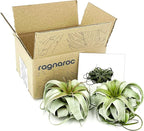 ragnaroc Air Plants - Tillandsia Xerographica, Large 5-7” - 2ct - Live Arrival Gauranteed - House Plants for Home Decor & Gift