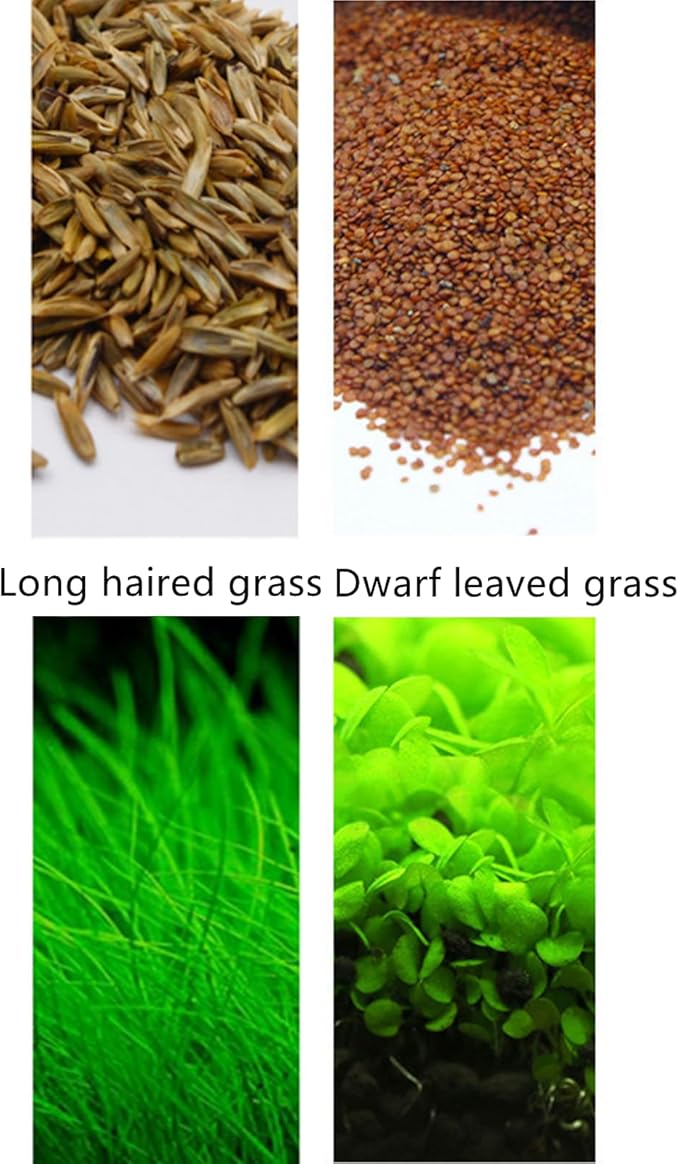 2 Pack Live Aquarium Plants S.e.e.ds - Dwarf Leaf and Long Hair Combo for Aquarium Fish Tank (0.35oz Each)