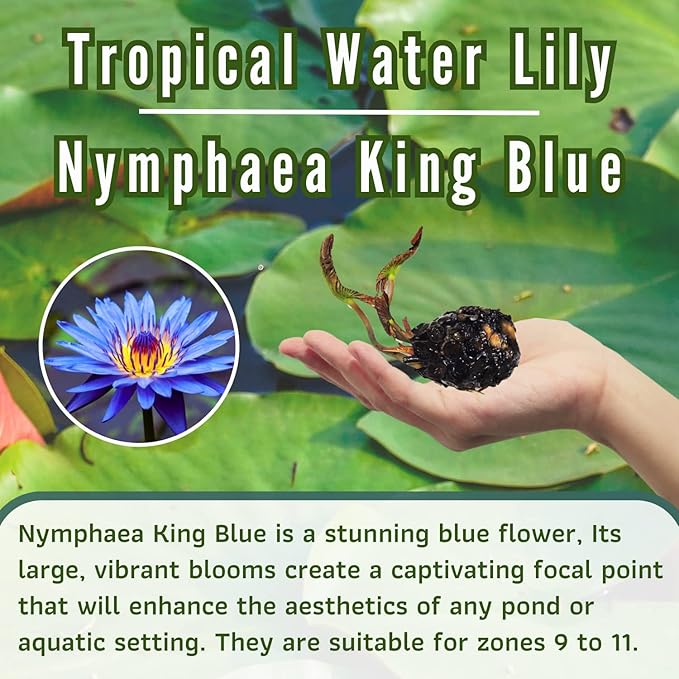 Mainam Mix Colorful Tropical Water Lily Tuber Live Aquarium Plant for Freshwater Fish Pond Balcony Buy 2 GET Fertilizer Free (Blue Nymphaea King Blue)