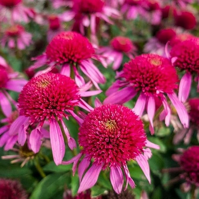 300+ Mix Double Echinacea Seeds - Double Coneflower Seeds Echinacea Flower Perennial Bloom Flowers Rare Plant