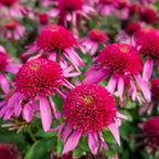 300+ Mix Double Echinacea Seeds - Double Coneflower Seeds Echinacea Flower Perennial Bloom Flowers Rare Plant