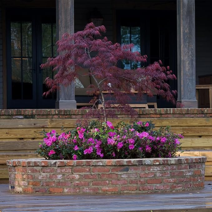 Encore Azalea 1 Gal. Autumn Majesty Azalea Shrub