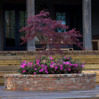Encore Azalea 1 Gal. Autumn Majesty Azalea Shrub