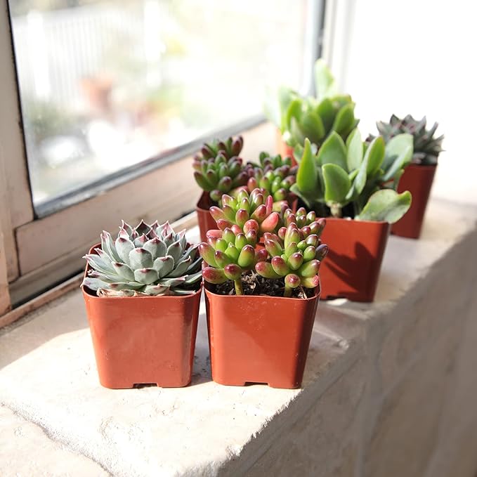 Altman Plants Specialty Live Succulent Plant (6 Pack), No Duplicates, Assorted Succulents Featuring Unique Colors & Shapes, 2 in Pots