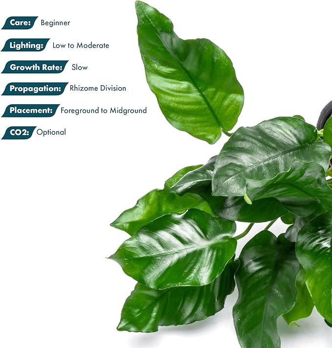 SubstrateSource Anubias Live Aquarium Plants - Potted Freshwater Plant for Fish Tanks, Terrariums - Beginner Friendly Low Light (Nana, Mother Plant)
