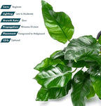 SubstrateSource Anubias Live Aquarium Plants - Potted Freshwater Plant for Fish Tanks, Terrariums - Beginner Friendly Low Light (Nana, Mother Plant)