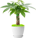 Sprout N Green 8-10" Money Tree with 5 Lucky Braid, Live Plant with White Stripe Pot, Decoration for Indoor Home Office Tabletop Windowsill Side Table, Housewarming Christmas Gift