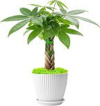 Sprout N Green 8-10" Money Tree with 5 Lucky Braid, Live Plant with White Stripe Pot, Decoration for Indoor Home Office Tabletop Windowsill Side Table, Housewarming Christmas Gift