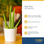 Costa Farms Aloe Vera Live Plants in Plastic Pots, Easy to Maintain, Air Purifying Indoor Succulents, Houseplants for Home, Room, or Office Decor, House Warming or Birthday Gift, 12-18, Pack of 2