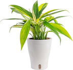 Costa Farms Pothos Variegated Amplissimum Live Plant in Self Watering Pot, Air Purifying Indoor Houseplant, Home, Room, or Office Decor, House Warming or Birthday Gift, 10-16 Inches Tall