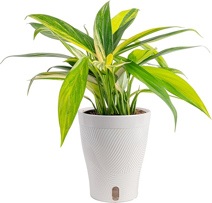 Costa Farms Pothos Variegated Amplissimum Live Plant in Self Watering Pot, Air Purifying Indoor Houseplant, Home, Room, or Office Decor, House Warming or Birthday Gift, 10-16 Inches Tall