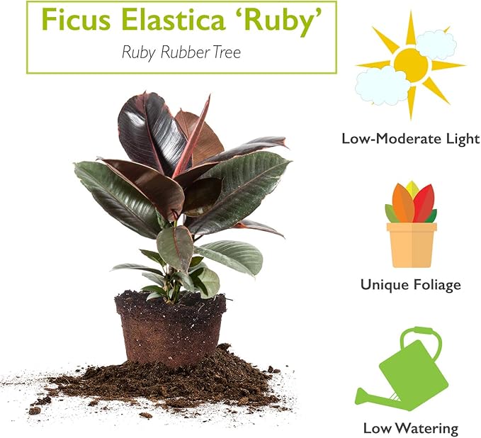Perfect Plants Variegated Rubber Plant | Ficus Elastica 'Ruby' | Live Indoor Houseplant | Unique Home Décor, 6in. Grower's Pot