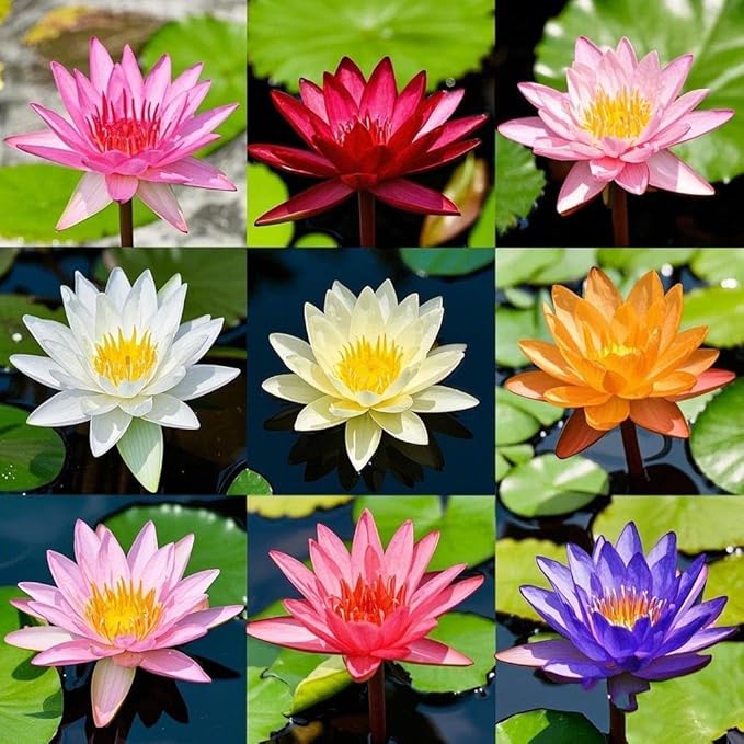 35 PCS Bowl Lotus Seeds for Planting – Mixed Color Bonsai Lotus Flower Seeds, Ornamental Aquatic Plants for Indoor Water Bowls, Outdoor Ponds & Gardens