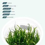 SubstrateSource Live Plant - Mauritius Micro Sword (Lilaeopsis mauritiana) - Foreground Carpet, Snail-Free in Vitro Aquarium Plant - Tissue Culture