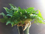 Rabbit's Foot Fern - Live Plant in a 6 Inch Pot - Davallia Tyermani - Extremely Rare and Exotic Ferns from Florida