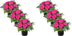 Live New Guinea Impatiens Plant - Shades of Pink (3 Plants Per Pack) - Beautiful Flowering Shade Flowers - 12" Tall by 5" Wide in 1 Qt Pot (Pack of 2)