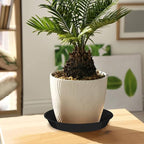 6 Pack Plant Saucer 4 6 8 10 12 14 16 18 20 22 Inch Plastic Plant Tray, Sturdy and Durable Flower Pot Container Accessories Plant Pot Saucers for Indoor and Outdoor (14 Inch, Black)