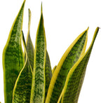 Live Snake Plant in Pot - Sansevieria trifasciata Laurentii - Fully Rooted Indoor House Plant in Pot - Mother in Law Tongue Sansevieria Plant - Best Air Purifying Plant - CA Seller