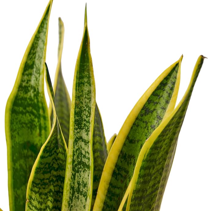 Live Snake Plant in Pot - Sansevieria trifasciata Laurentii - Fully Rooted Indoor House Plant in Pot - Mother in Law Tongue Sansevieria Plant - Best Air Purifying Plant - CA Seller