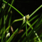Chalily Fiber Optic Rush, a Great Live Pond Plant for Your Water Garden. Filters koi and Goldfish Ponds. Good for Bogs, Plant Shelf or Shallow Water This marginal Aquatic is a Real Beauty
