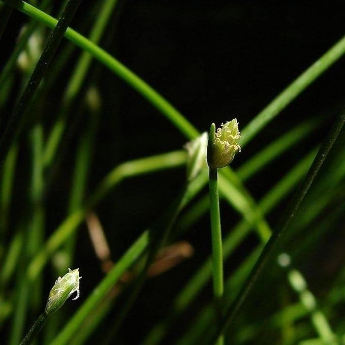 Chalily Fiber Optic Rush, a Great Live Pond Plant for Your Water Garden. Filters koi and Goldfish Ponds. Good for Bogs, Plant Shelf or Shallow Water This marginal Aquatic is a Real Beauty