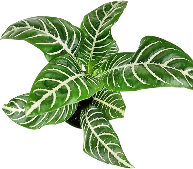 Aphelandra Zebra Plant (4 inch) - Pet-Friendly Houseplants - Attractive Indoor Plants, Easy to Grow, Pet Safe Plants for Cats & Dogs, Ideal for Home Decor, Office & Gift