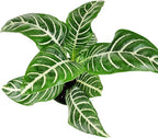 Aphelandra Zebra Plant (4 inch) - Pet-Friendly Houseplants - Attractive Indoor Plants, Easy to Grow, Pet Safe Plants for Cats & Dogs, Ideal for Home Decor, Office & Gift