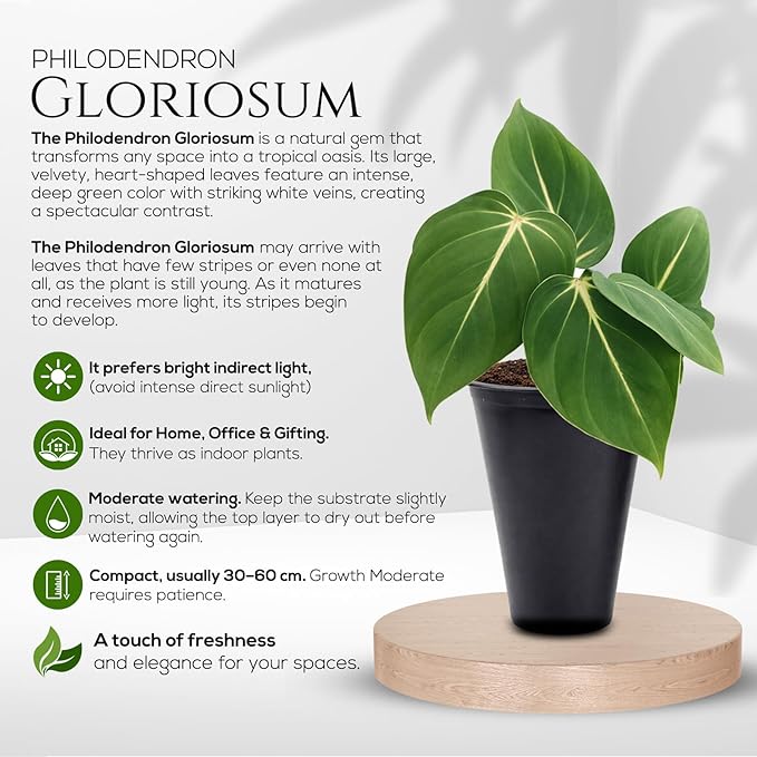 Philodendron Gloriosum Plant (4 Pack) Live Starter Plug Plants, Rare Indoor Tropical Houseplants, Velvet Leaf Philodendron, Easy Care Foliage Plants Live