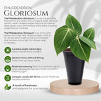 Philodendron Collection (4 Pack) - Birkin, White Princess, Pink Princess, Gloriosum-Rare Variegated Indoor Houseplants, Tropical Plants Live, Live Plants