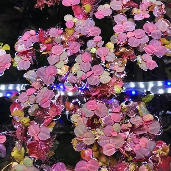 30 Red Root Floater Plants Live, Red Root Floater Live Plant, Vibrant Aquarium Plants for Indoor and Outdoor Gardens