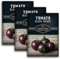 Black Cherry Tomato Seeds for Planting – Indeterminate Heirloom Non-GMO Variety – Grow High Yields of Deep Purple-Black Cherry Tomatoes with Sweet Rich Flavor – Survival Garden Seeds (3 Packs)