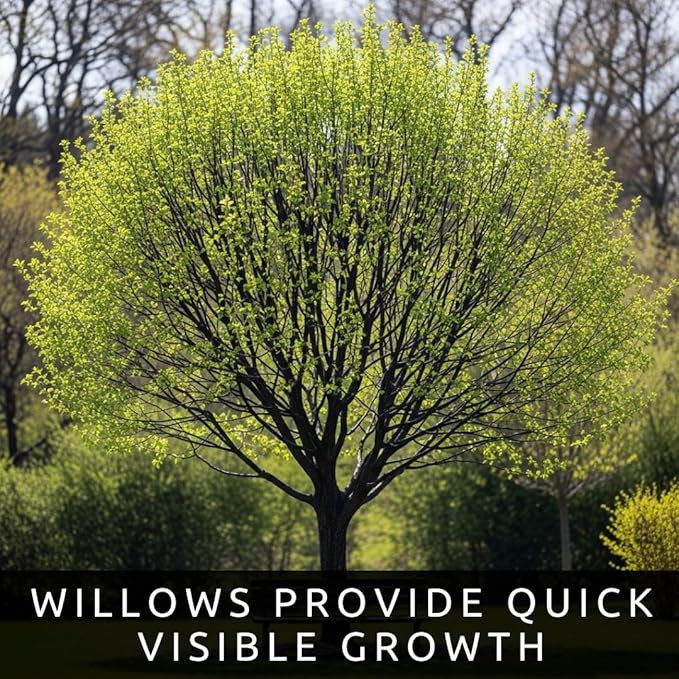 Black Willow Bonsai Tree Cutting to Grow - Dark Branches - Fast Growth, Good for Training - Easy-to-Root for Beginners & Experts, Indoor or Outdoor Planting - Gift for Plant Lovers
